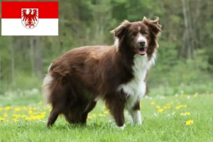 Read more about the article Border collie hodowcy i szczenięta w Brandenburgia