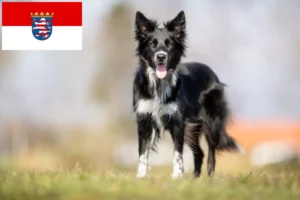 Read more about the article Border collie hodowcy i szczenięta w Hesja