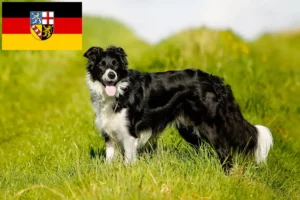 Read more about the article Hodowcy i szczenięta Border collie w Kraj Saary