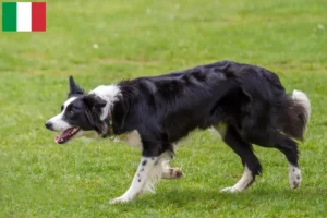 Read more about the article Border collie hodowcy i szczenięta w Włochy