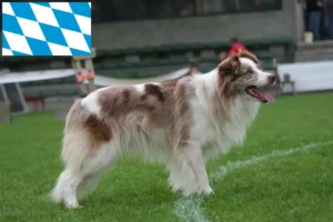 Read more about the article Hodowcy i szczenięta Border collie w Bawaria