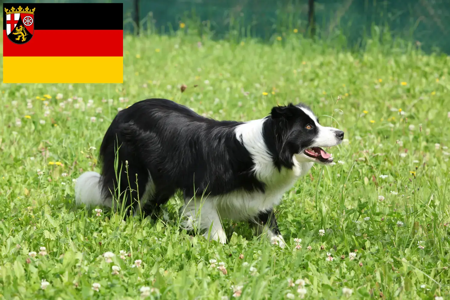 Read more about the article Border collie hodowcy i szczenięta w Nadrenia-Palatynat