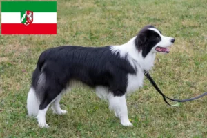 Read more about the article Hodowcy i szczenięta Border collie w Nadrenia Północna-Westfalia