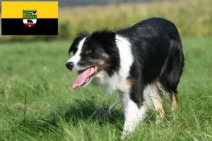 Read more about the article Hodowcy i szczenięta Border collie w Saksonia-Anhalt