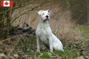 Read more about the article Hodowcy i szczenięta Dogo Argentino w Kanada