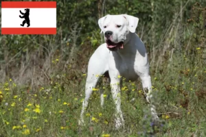 Read more about the article Hodowcy i szczenięta Dogo Argentino w Berlin