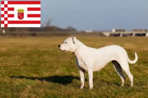 Read more about the article Hodowcy i szczenięta Dogo Argentino w Brema