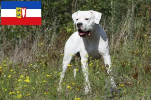 Read more about the article Hodowcy i szczenięta Dogo Argentino w Szlezwik-Holsztyn