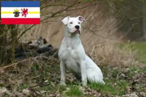 Read more about the article Hodowcy i szczenięta Dogo Argentino w Meklemburgia-Pomorze Przednie