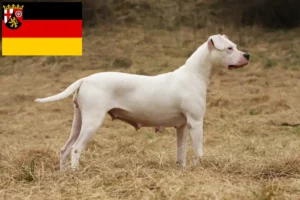 Read more about the article Hodowcy i szczenięta Dogo Argentino w Nadrenia-Palatynat