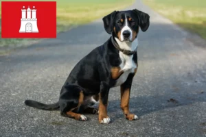 Read more about the article Entlebucher Hodowca psów pasterskich i szczeniąt w Hamburgu