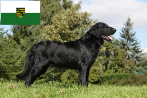 Read more about the article Hodowcy i szczenięta Flat Coated Retriever w Saksonia