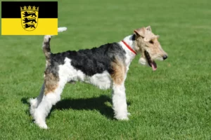 Read more about the article Hodowcy i szczenięta fox terrier w Badenia-Wirtembergia