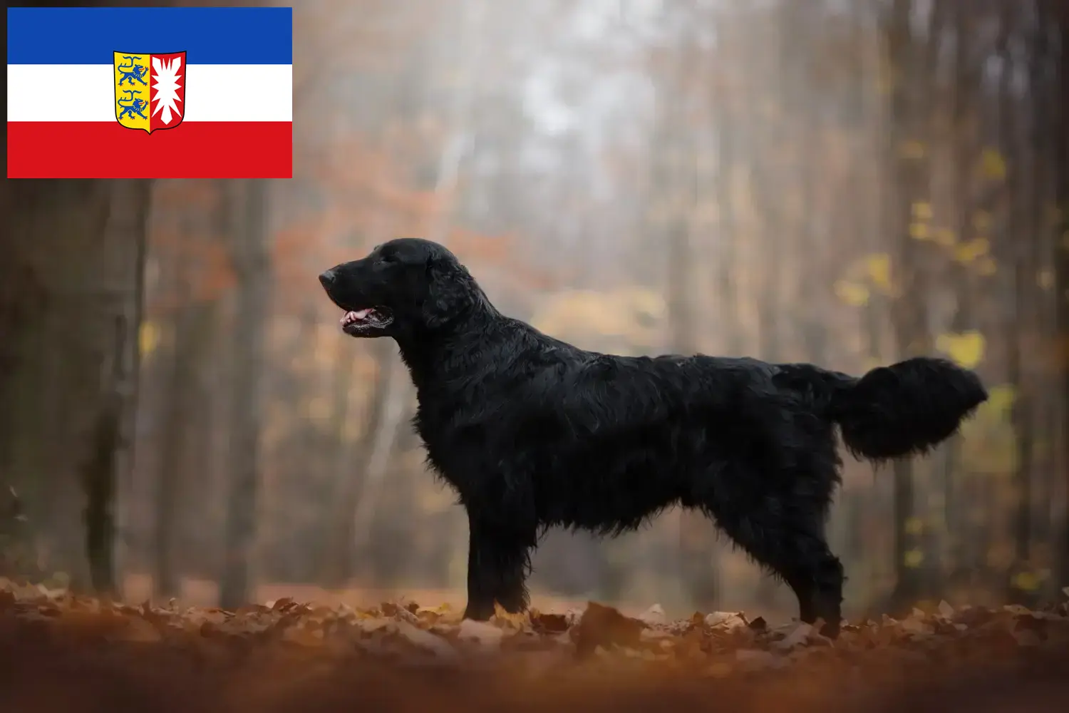 Read more about the article Hodowcy i szczenięta Flat Coated Retriever w Szlezwik-Holsztyn