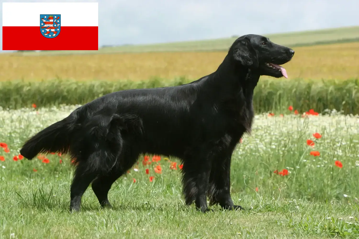 Read more about the article Hodowcy i szczenięta Flat Coated Retriever w Turyngia