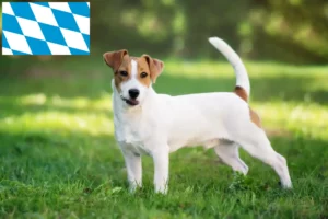 Read more about the article Hodowcy i szczenięta Jack Russell w Bawaria