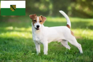 Read more about the article Hodowcy i szczenięta Jack Russell w Saksonia