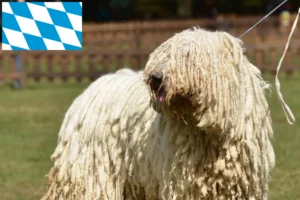 Read more about the article Hodowcy i szczenięta Komondor w Bawaria