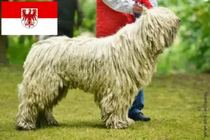 Read more about the article Hodowcy i szczenięta Komondor w Brandenburgia