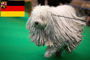 Read more about the article Hodowcy i szczenięta Komondor w Nadrenia-Palatynat