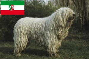 Read more about the article Hodowcy i szczenięta Komondor w Nadrenia Północna-Westfalia