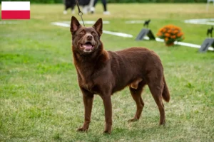 Read more about the article Hodowcy i szczenięta Australian Kelpie w Polska