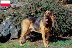 Read more about the article Hodowcy psów rasy Bloodhound i szczenięta w Polska