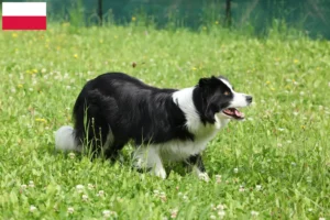 Read more about the article Border collie hodowcy i szczenięta w Polska