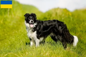 Read more about the article Border collie hodowcy i szczenięta w Ukraina