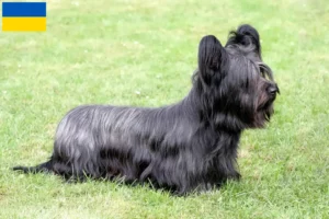 Read more about the article Hodowcy i szczenięta Skye terrier w Ukraina