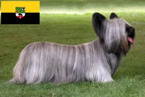 Read more about the article Hodowcy i szczenięta Skye terrier w Saksonia-Anhalt