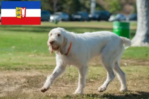 Read more about the article Spinone Italiano hodowcy i szczenięta w Szlezwik-Holsztyn