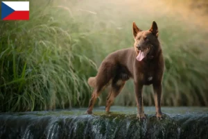 Read more about the article Hodowcy i szczenięta Australian Kelpie w Republika Czeska