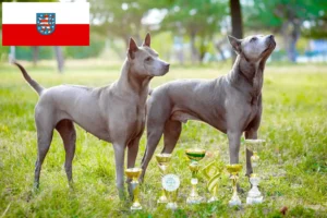 Read more about the article Hodowcy i szczenięta Thai Ridgeback w Turyngia