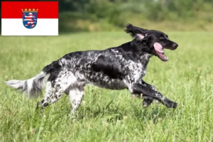 Read more about the article Duży hodowca i szczenięta Münsterländer w Hesja